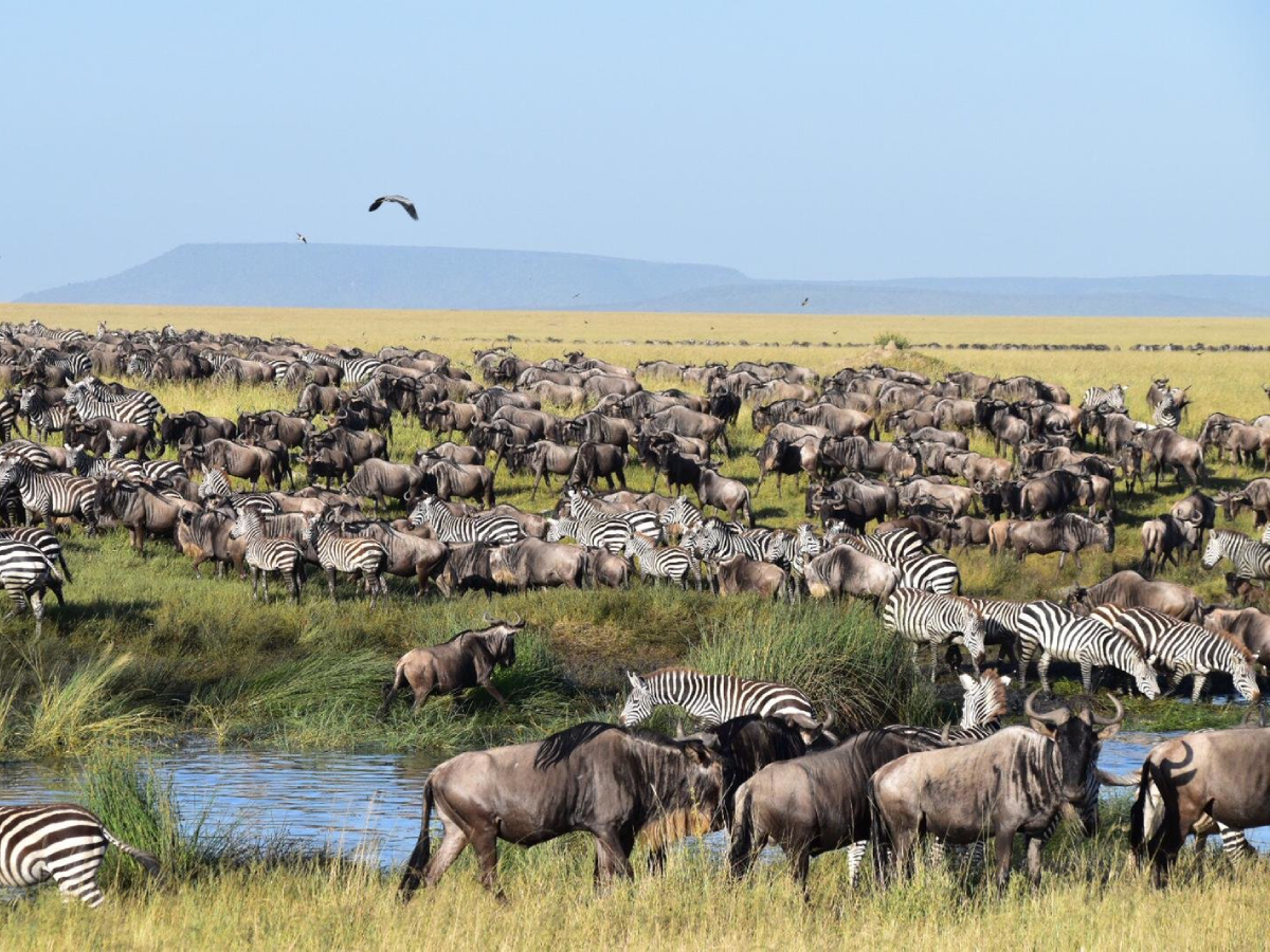 3-days-in-serengeti-1