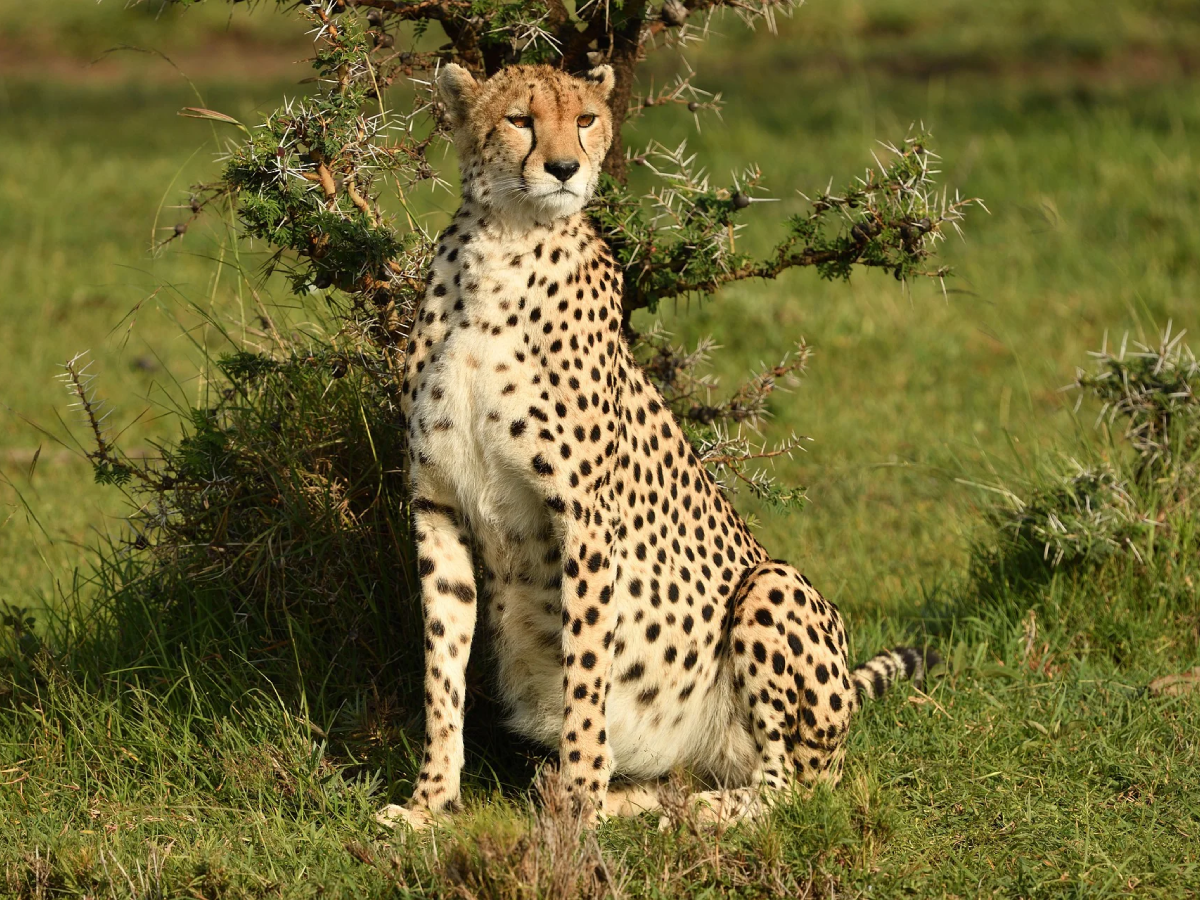 3-days-in-serengeti-3