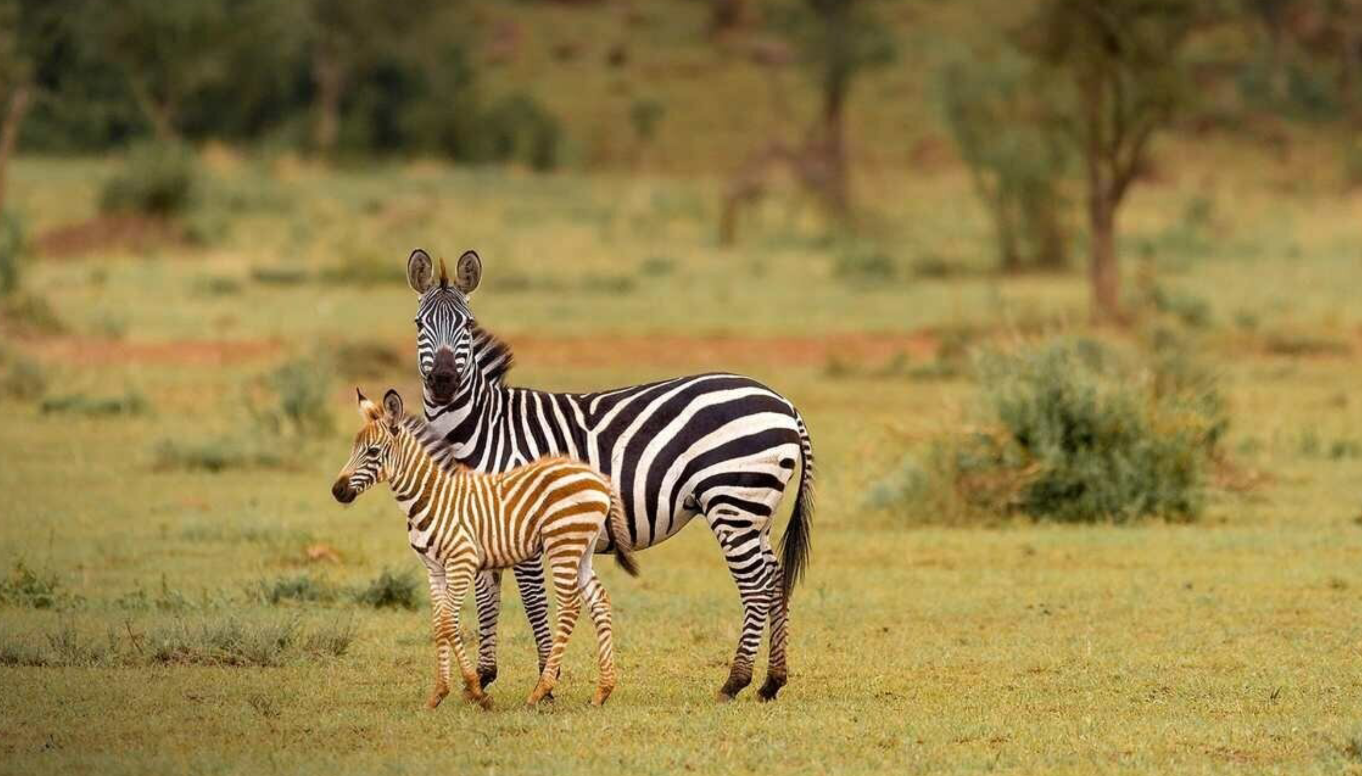 WHAT ANIMALS YOU WILL SEE ON THE TANZANIA SAFARI?