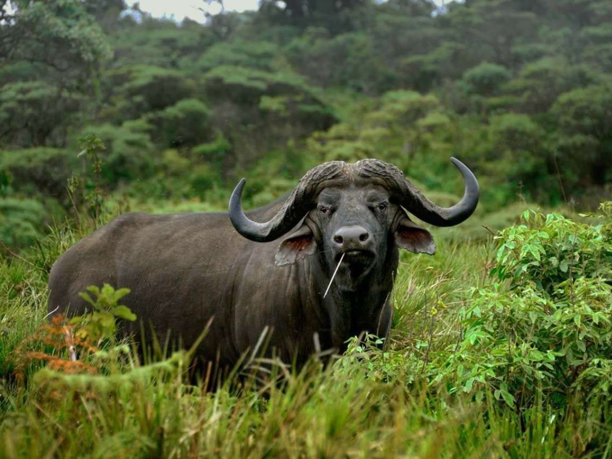 arusha-national-park-day-trip-1