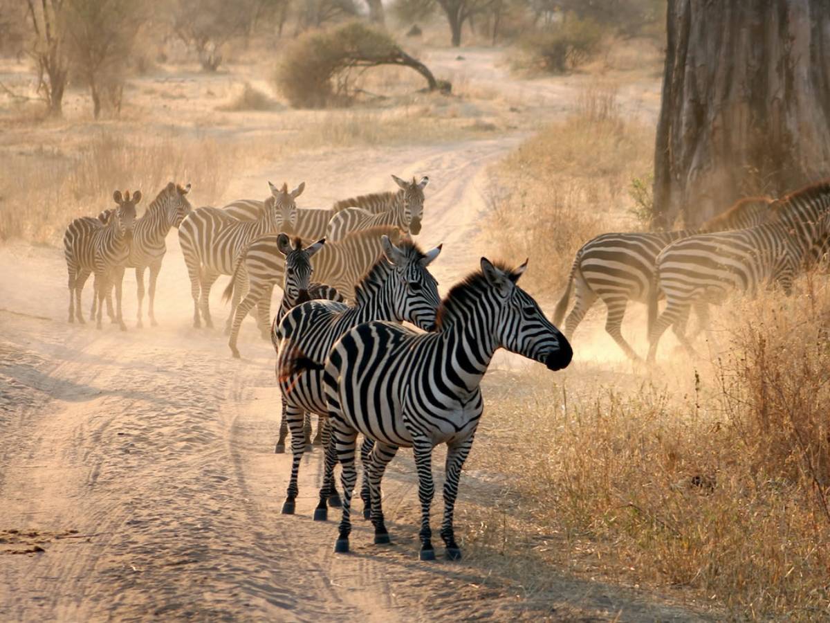 arusha-national-park-day-trip-2