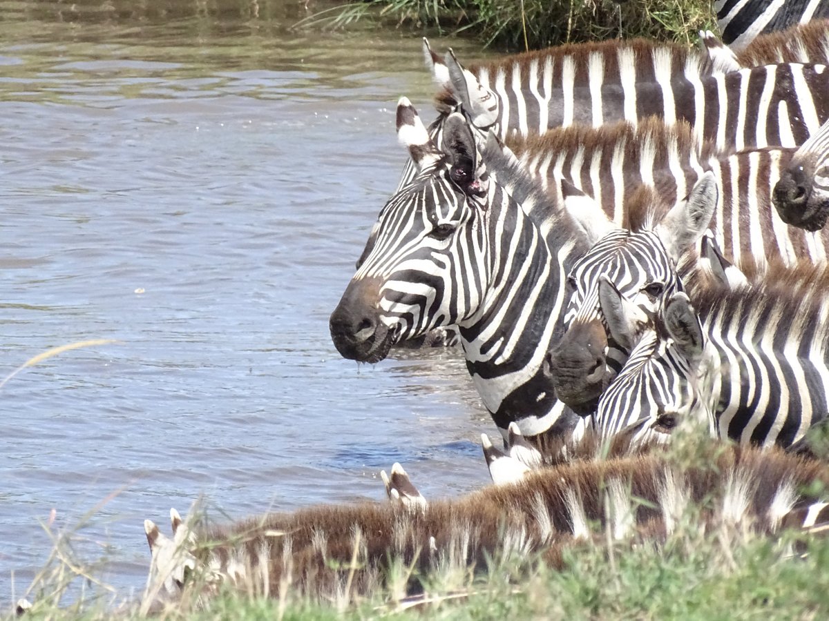 beautiful-zebra-drinking