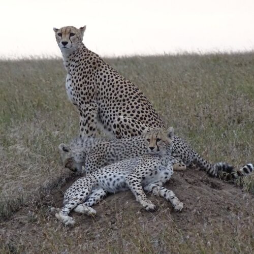 chettah-with-cubs