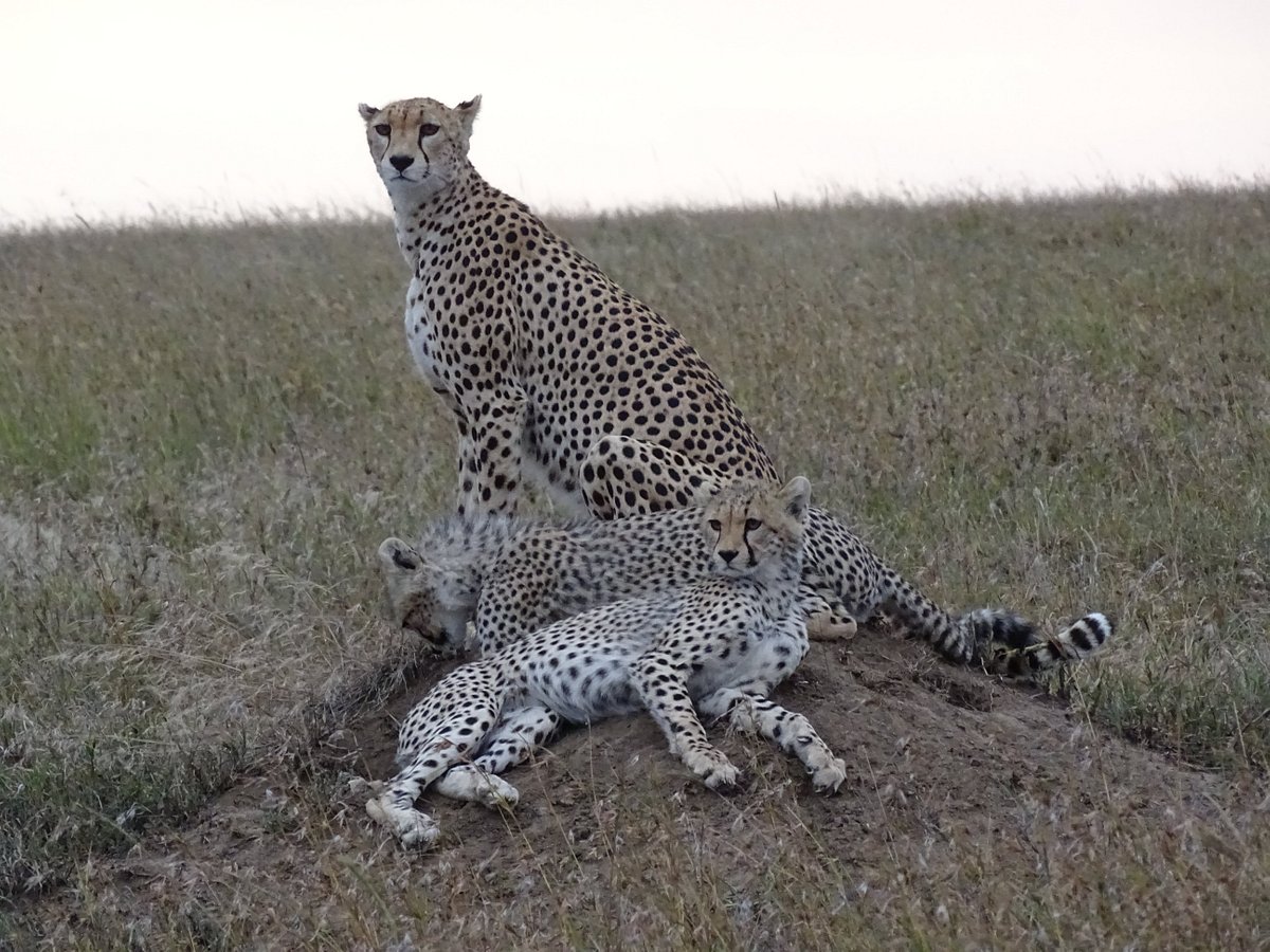 chettah-with-cubs