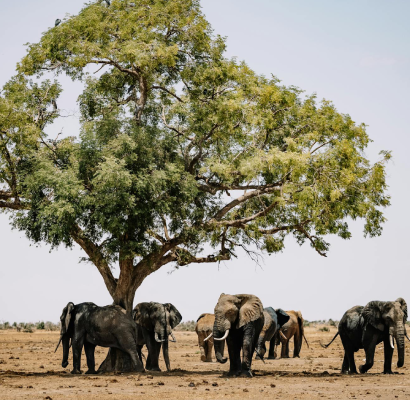 Lake Manyara National Park