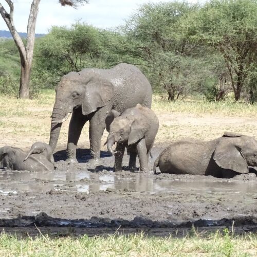 elephants-bath
