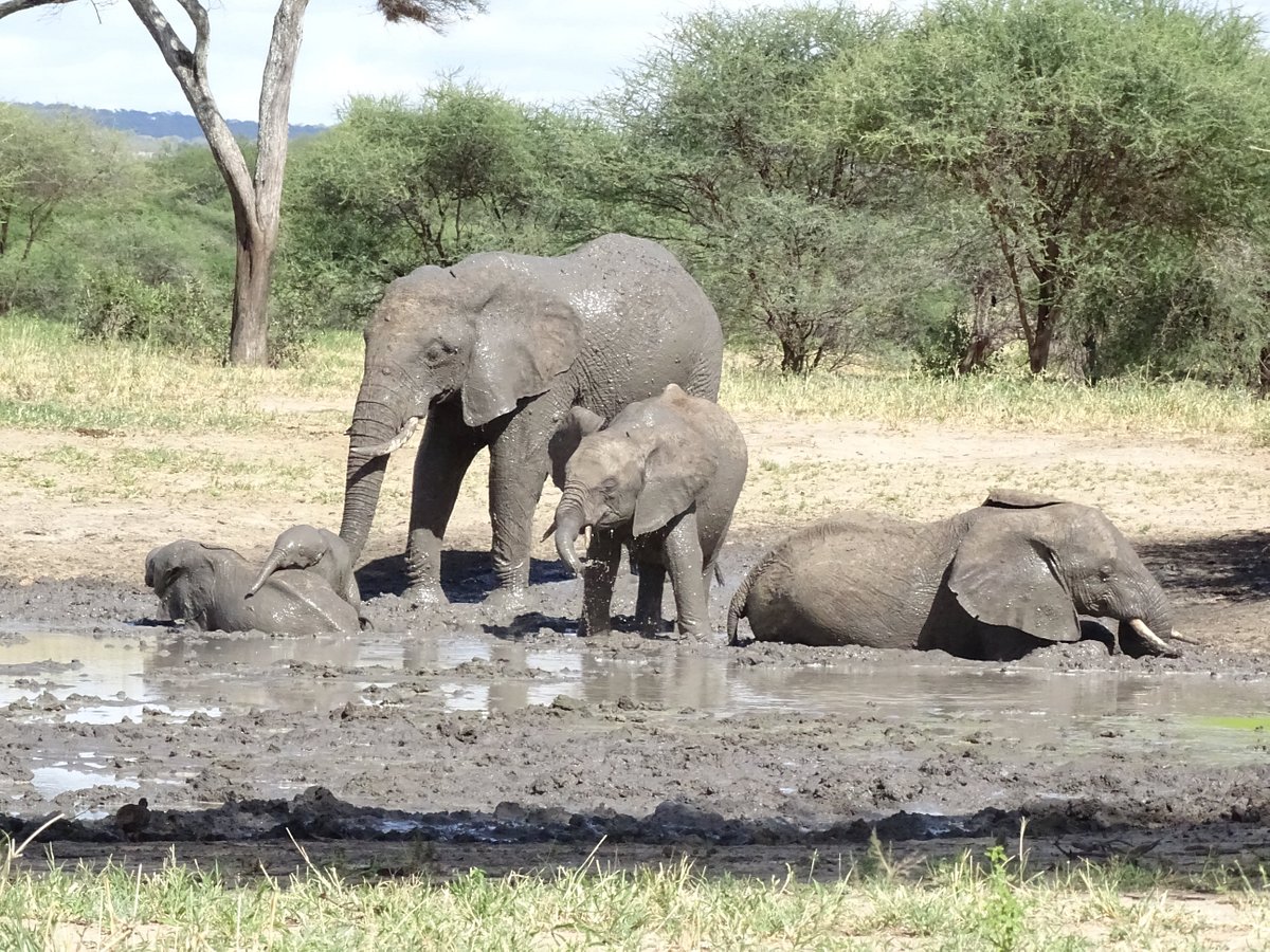 elephants-bath