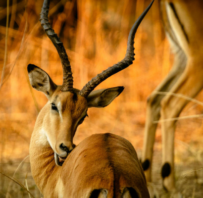 Tarangire National Park