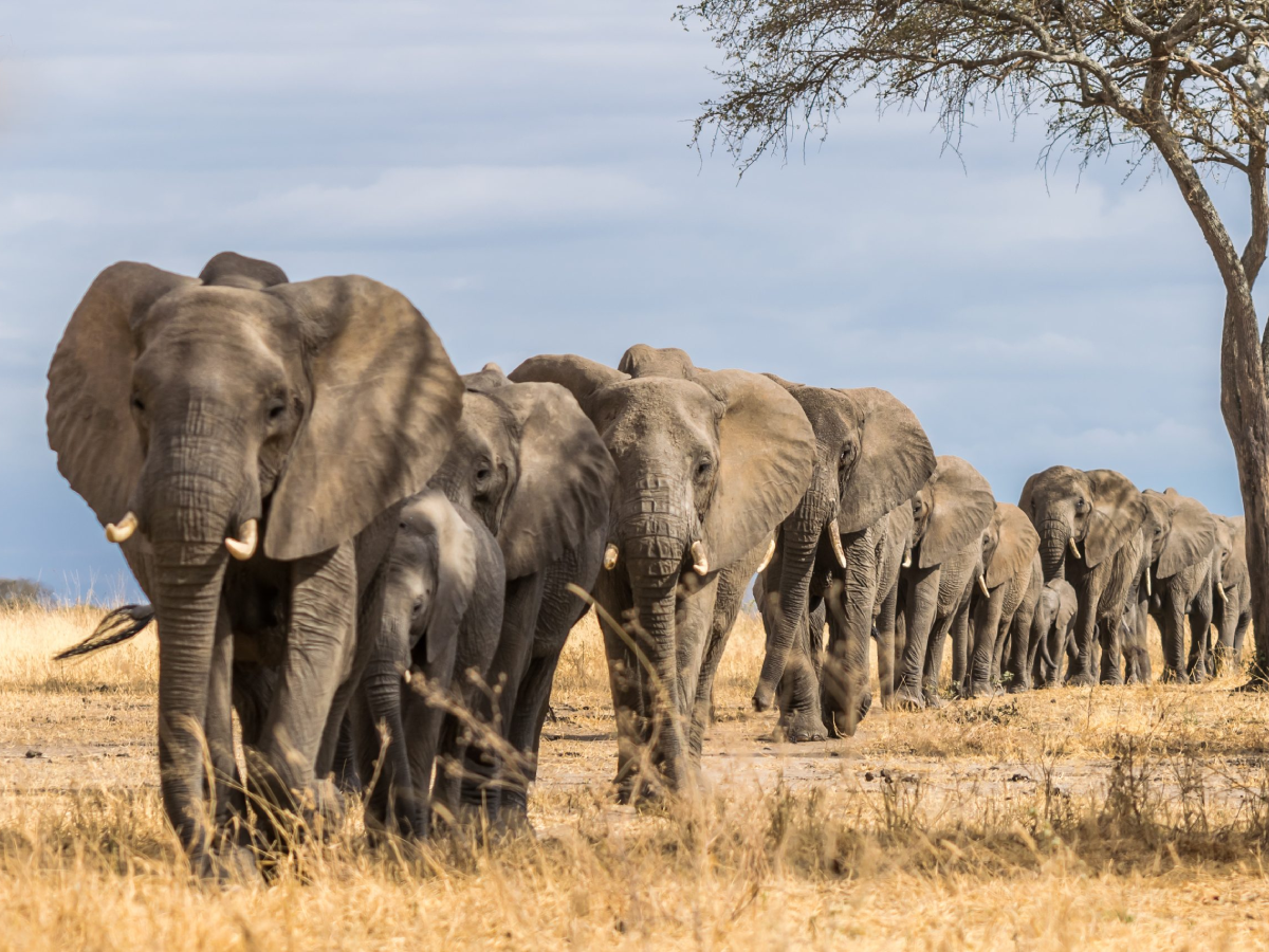 tarangire-national-park-day-trip-1