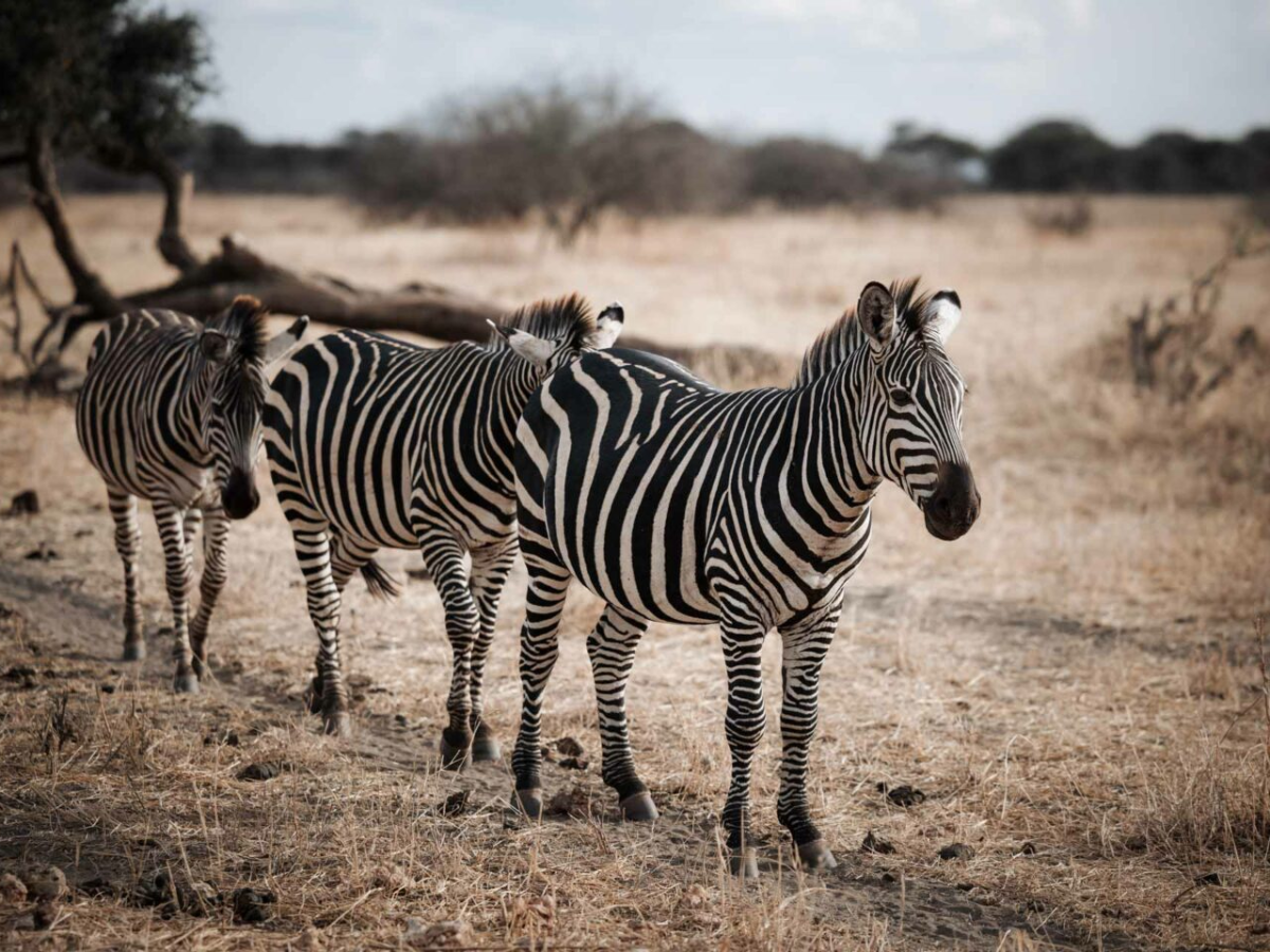 tarangire-national-park-day-trip-2