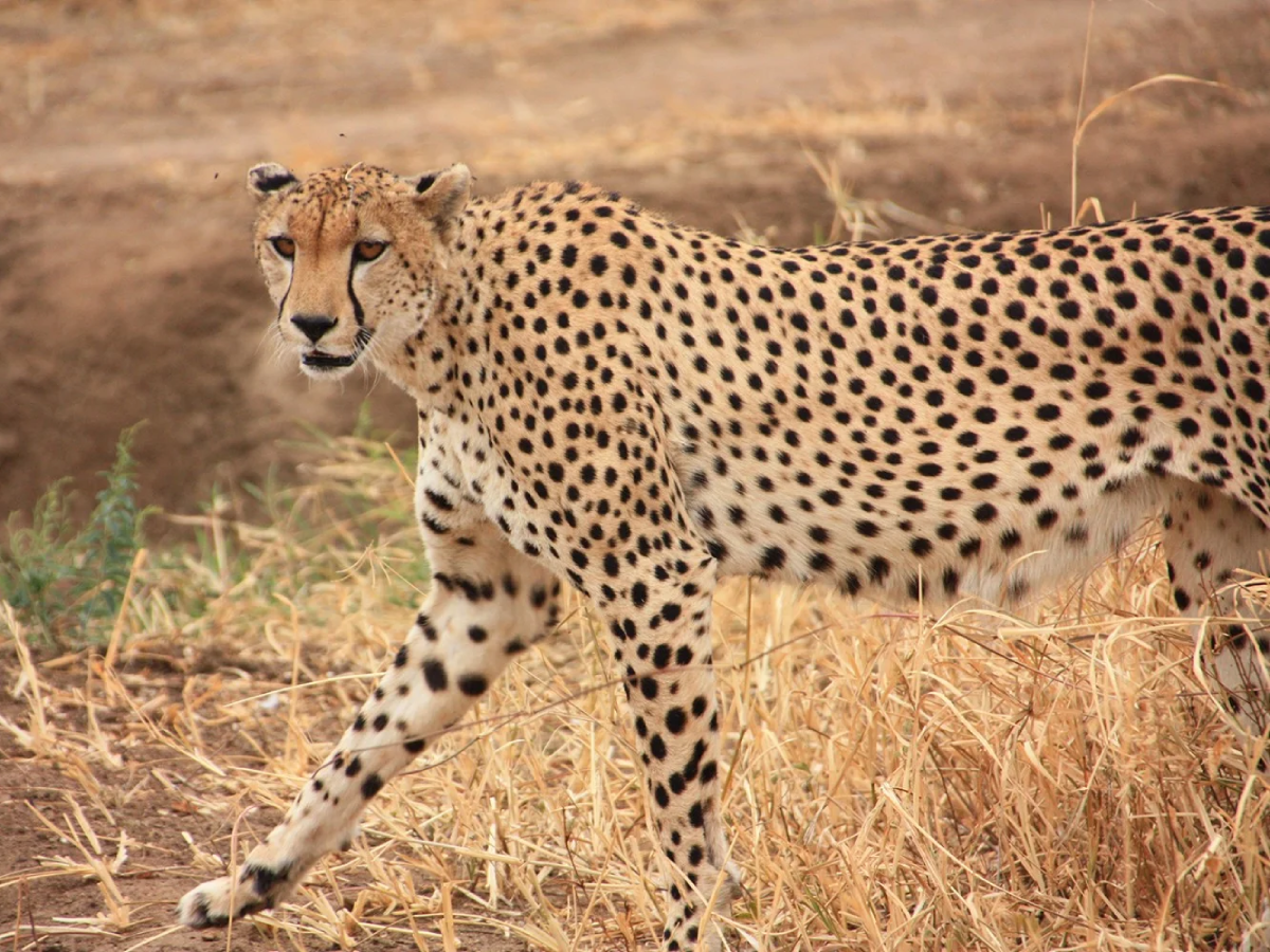 tarangire-national-park-day-trip-3