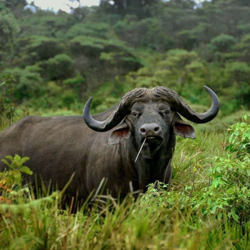 arusha-national-park-1