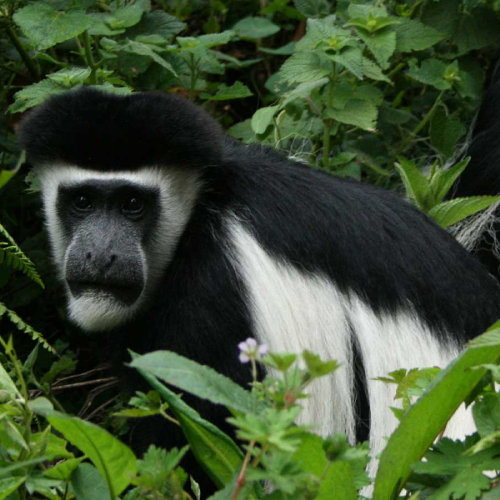 kilimanjaro-national-park-1