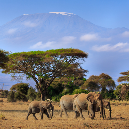 kilimanjaro-national-park5