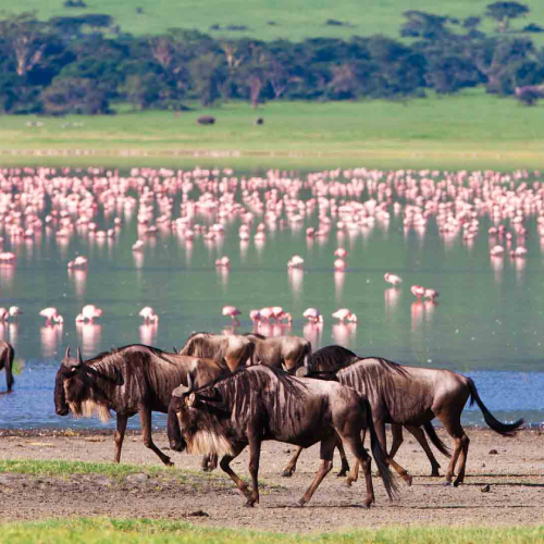 lake-manyara-national-park-2