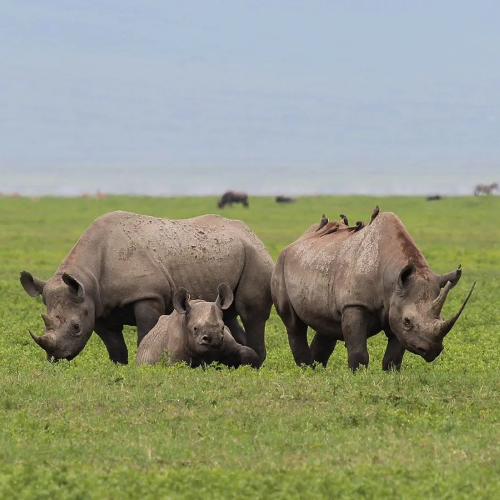 ngorongoro-crater-1