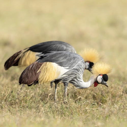 ngorongoro-crater-2