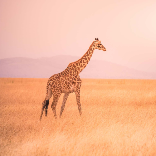 serengeti-national-park-1