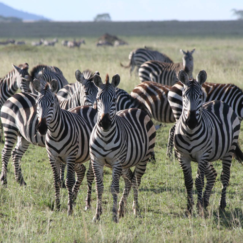 serengeti-national-park-3