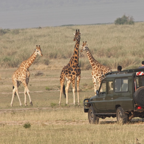 tanzania-safari-faqs-2