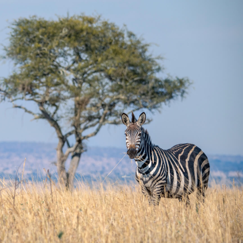 tarangire-national-park-2