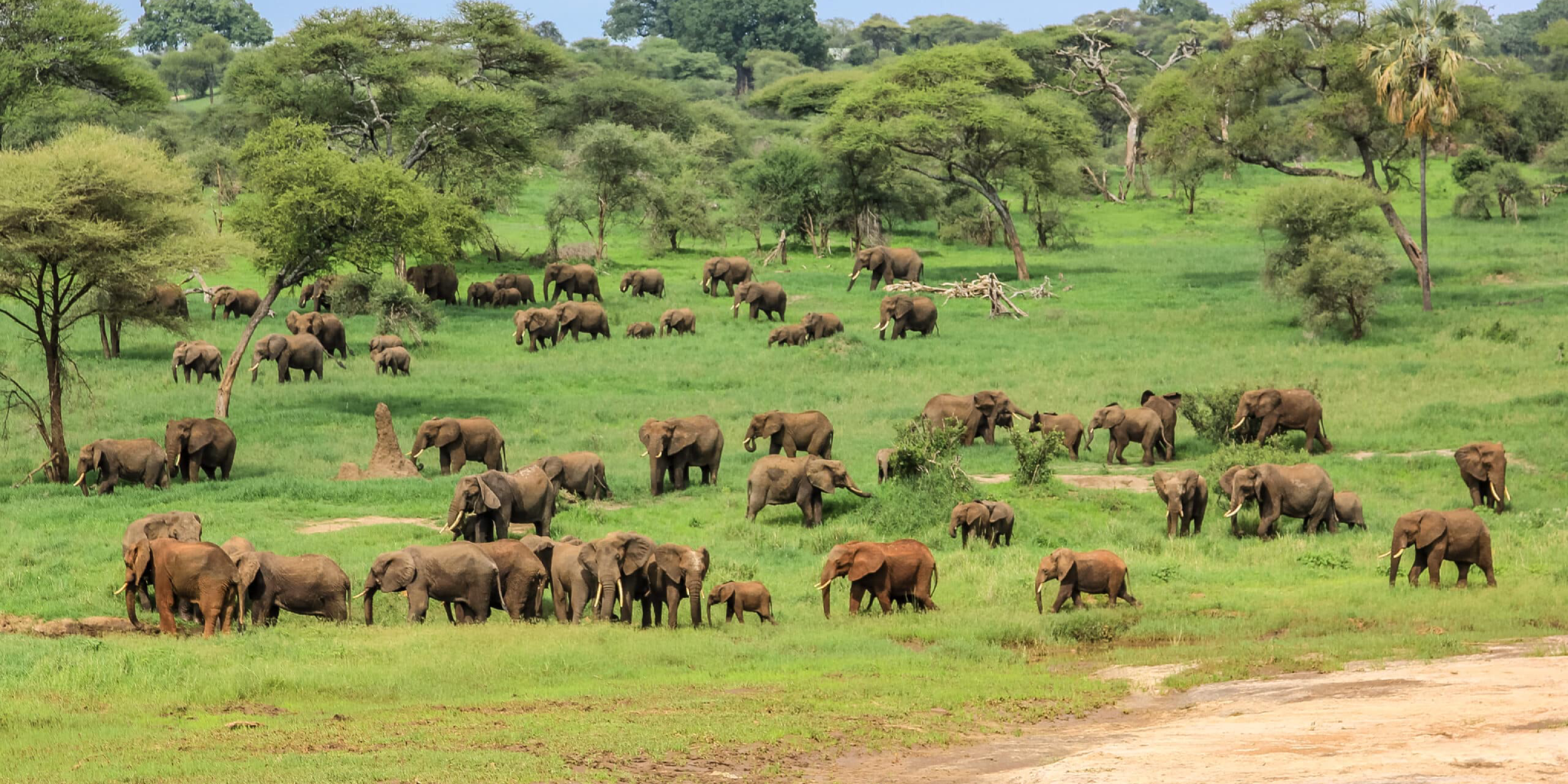 Tarangire National Park