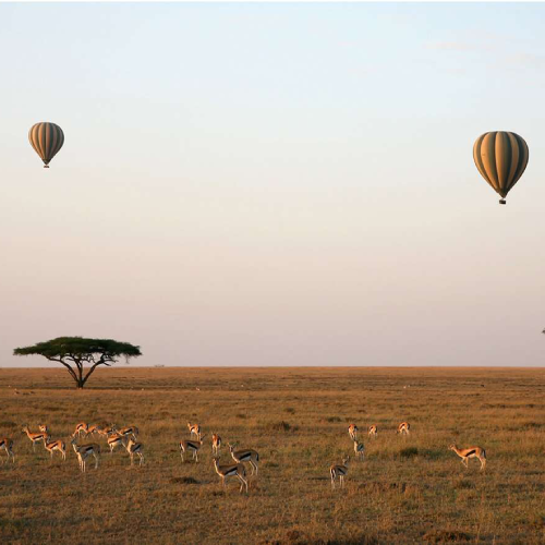 what-to-expect-on-a-safari-in-tanzania-2