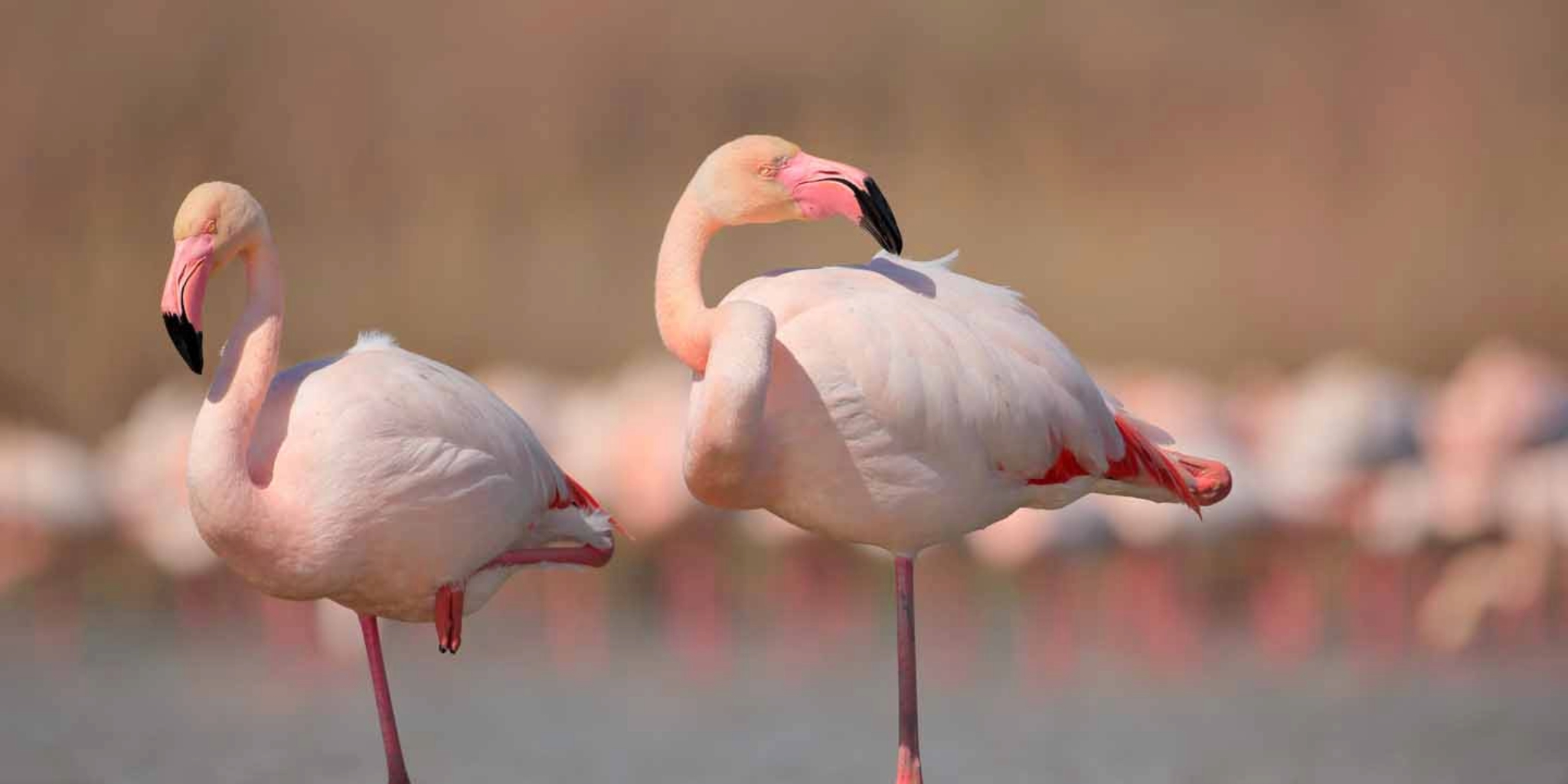 Lake Manyara National Park