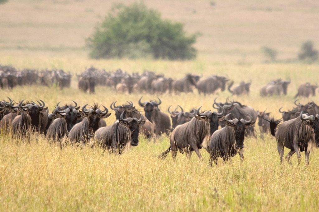 Best Time to See the Great Wildebeest Migration