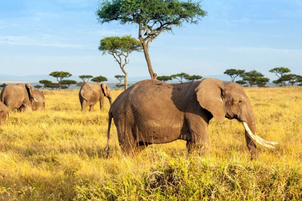 Best Time to Visit Tanzania for Wildlife