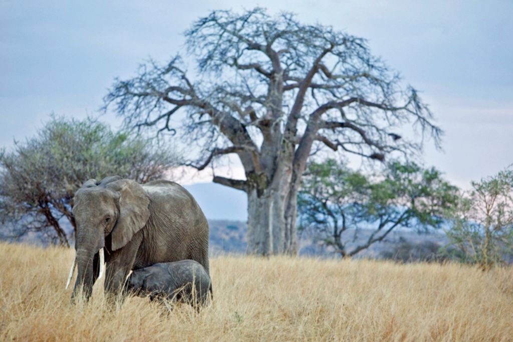 Big Five Safari in Tanzania