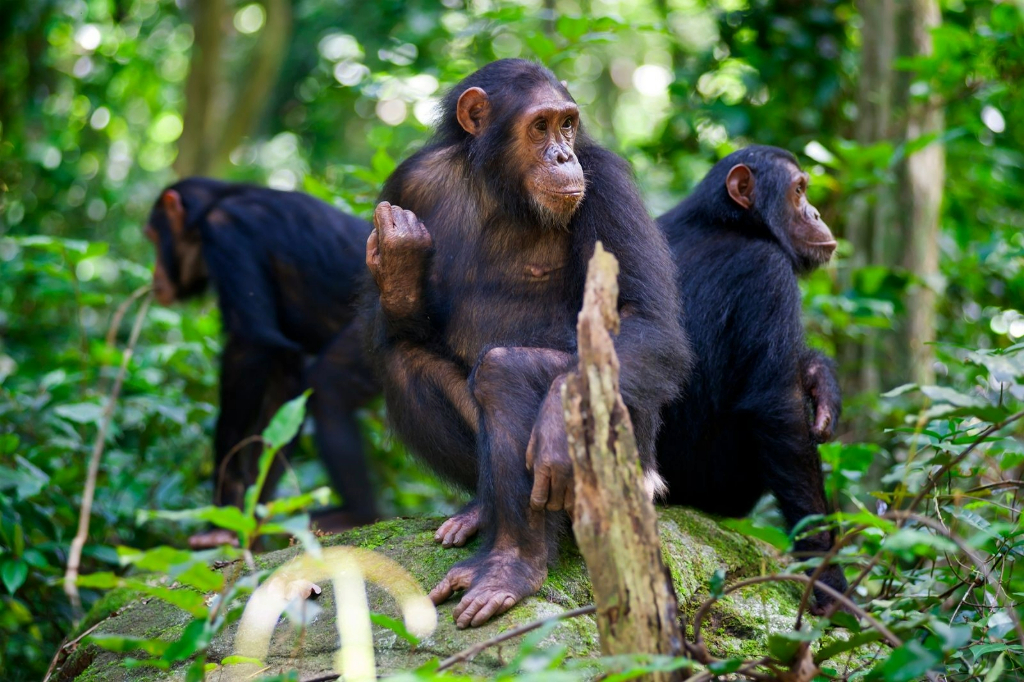 Gombe Stream National Park 