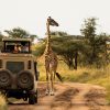 Great Migration Safari