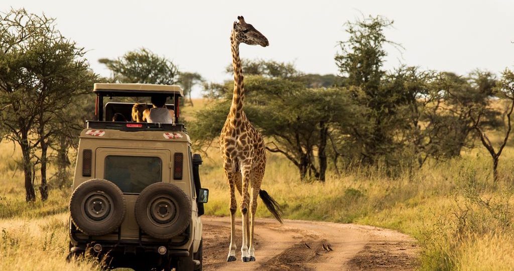 Great Migration Safari