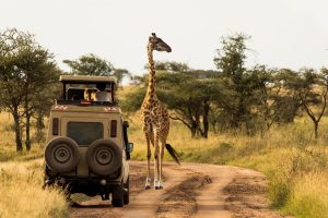 Great Migration Safari