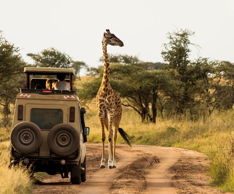 Great Migration Safari