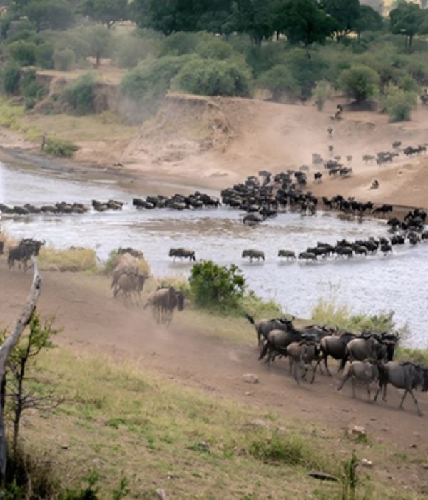 Great Migration Safari