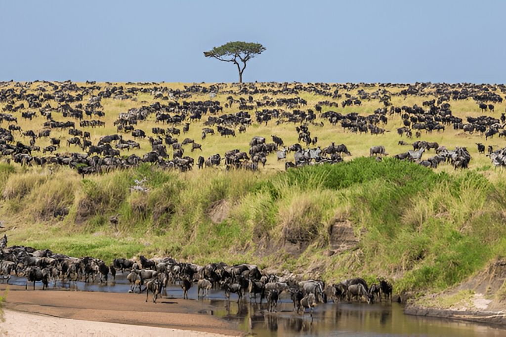 Great Wildebeest Migration