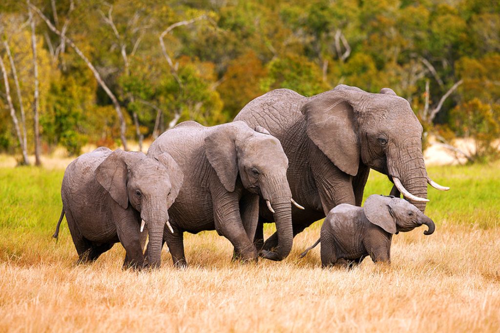 Selous Game Reserve