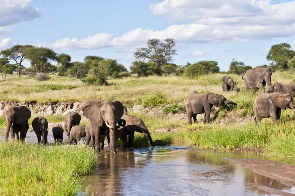 Ruaha National Park