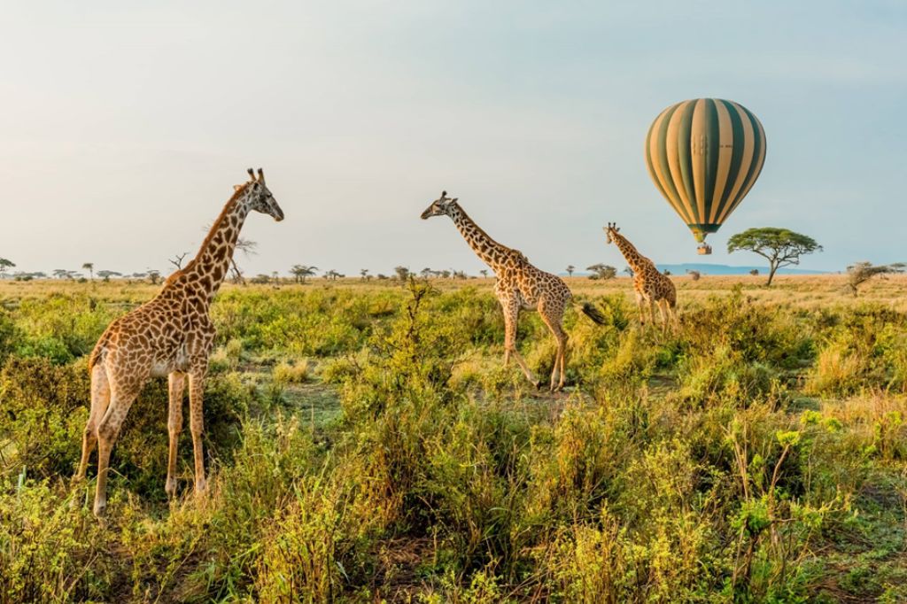 Safari in Tanzania