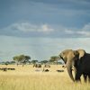 Best Time to Visit Tanzania