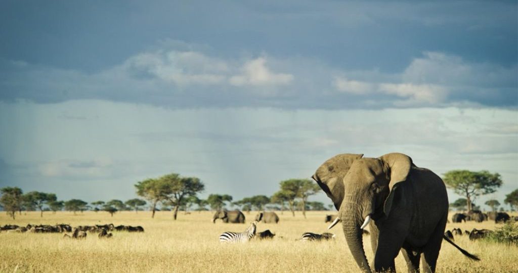 Best Time to Visit Tanzania