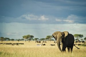 Best Time to Visit Tanzania