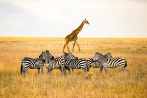 Tanzania Safari