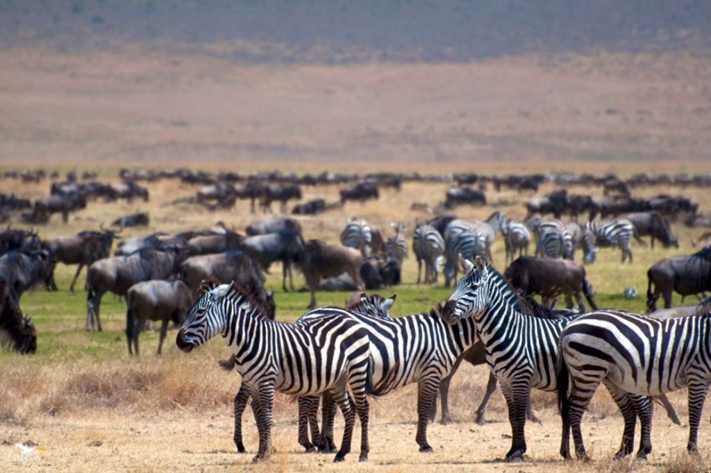 Best Safari in Tanzania