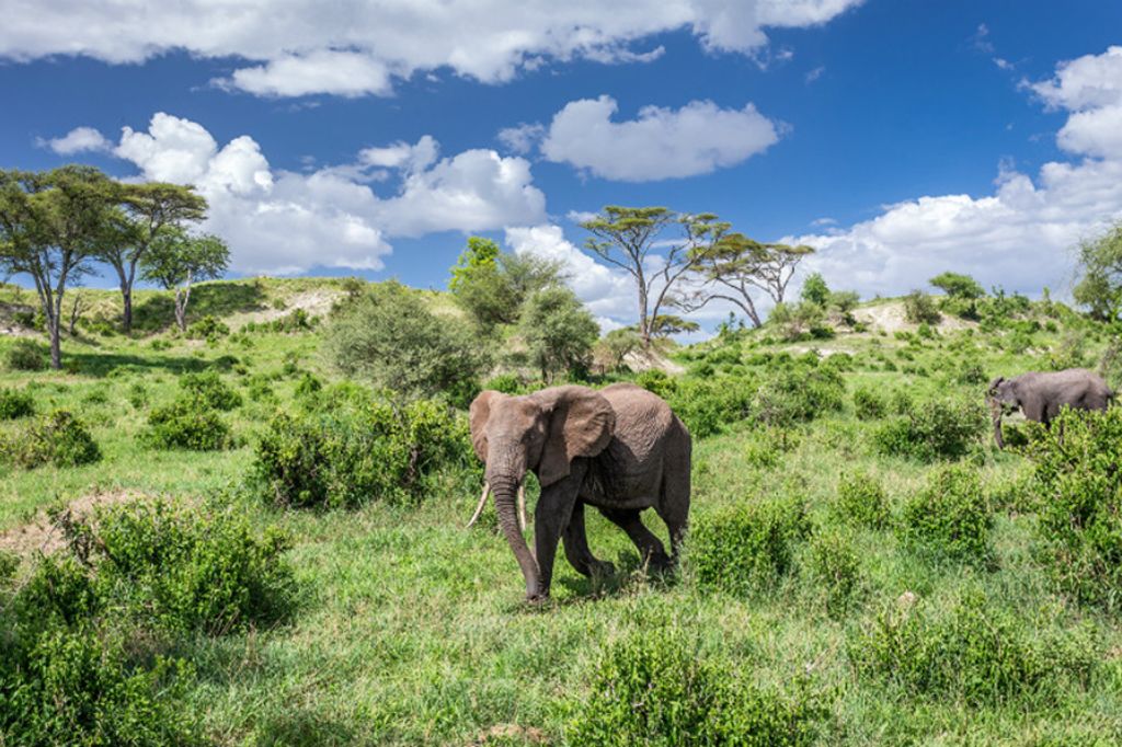 Tanzania Safari Tours