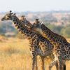 Tanzania Safari Experience