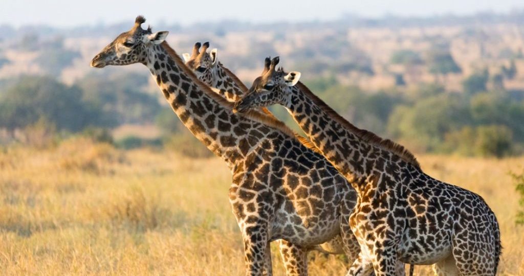 Tanzania Safari Experience