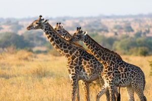 Tanzania Safari Experience